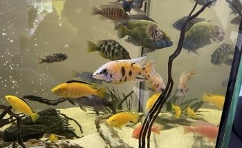 Wat The Fish (WTFish)