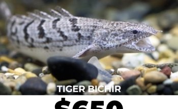 Wat The Fish (WTFish)