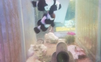 Wat The Fish (WTFish)