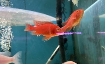 Wat The Fish (WTFish)