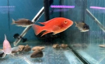 Wat The Fish (WTFish)