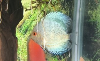 Save The Reef Aquarium
