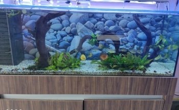 Acuario 