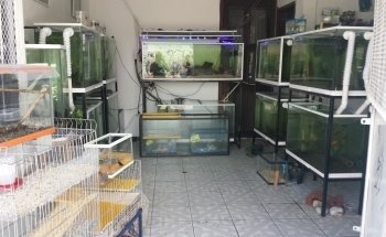 Acuario 