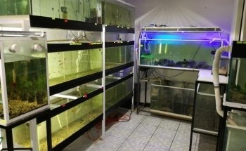 Acuario 