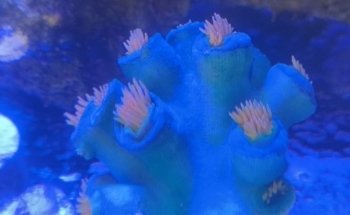 Acuario 