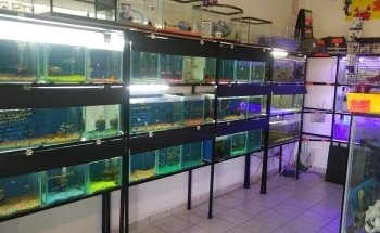 Acuario Tiburoncín