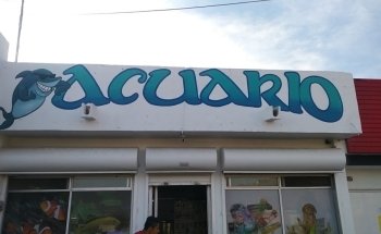 Acuario Tiburoncín