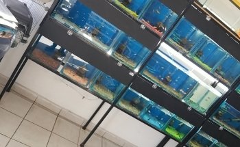 Acuario Tiburoncín