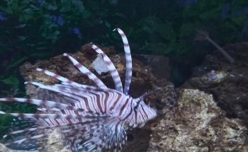 Acuario Diversidad Marina
