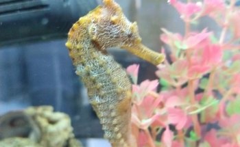 Acuario Diversidad Marina