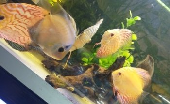 Acuario Diversidad Marina