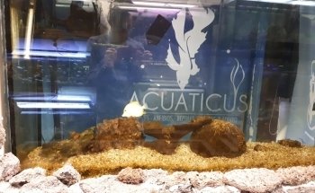 Acuatic's