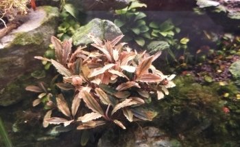 Tropic Land Acuario