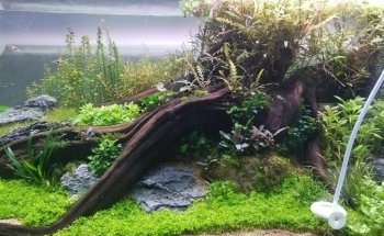 Tropic Land Acuario