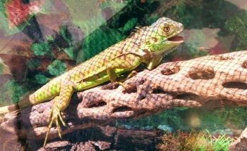 Pet Lovers Acuario & Mascotas