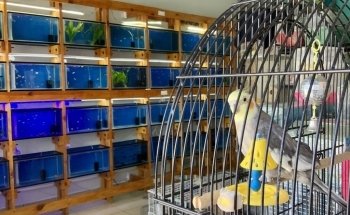 Pet Lovers Acuario & Mascotas