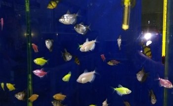 Pet Lovers Acuario & Mascotas