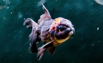 Aquarium Heckel
