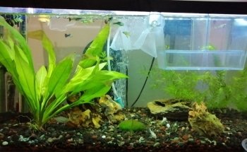Aquarium Heckel