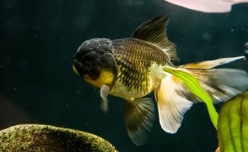 Aquarium Heckel