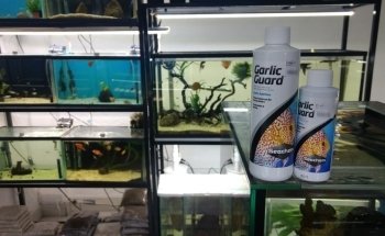 Aquarium Heckel