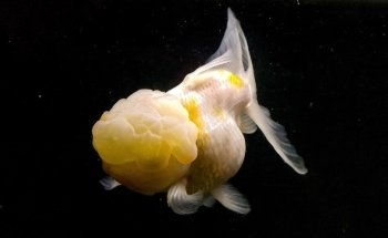 Aquarium Heckel