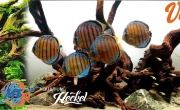 Acuario Heckel