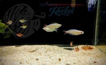Aquarium Heckel