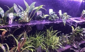 Acuario Eugenio