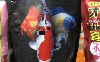 Acuario Eugenio