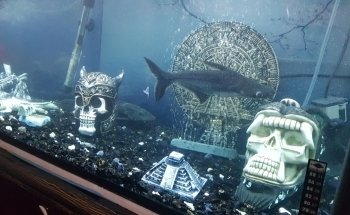 Acuario Kimarachi