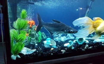 Acuario Kimarachi