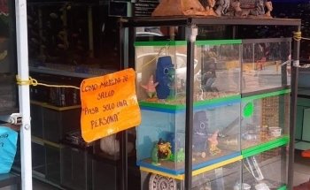 Acuario Kimarachi