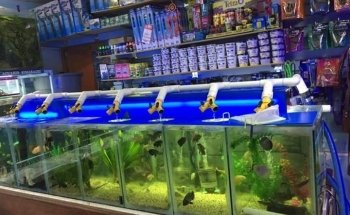 Acuario Kimarachi