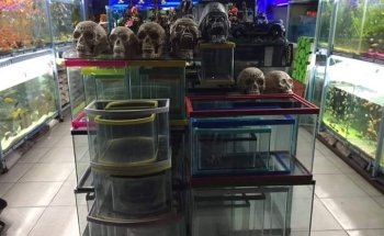 Acuario Kimarachi
