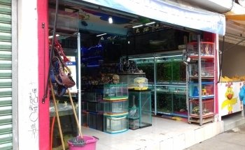 Acuario Kimarachi