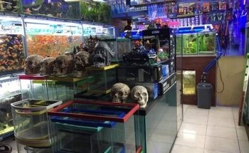 Acuario Kimarachi