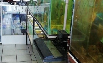 Acuario Doris Mayoreo y Menudeo