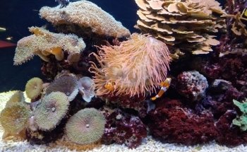 Aquarium Finisterrae