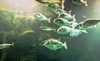 Aquarium Finisterrae