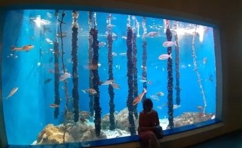 Aquarium Finisterrae