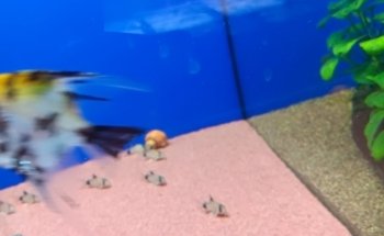 Aggies Aquariums