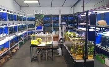 Aggies Aquariums