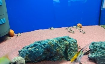 Aggies Aquariums