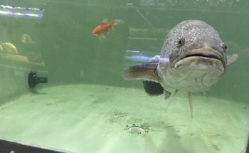 Aggies Aquariums