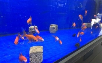 Aggies Aquariums