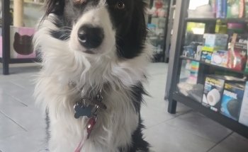 CLÍNICA VETERINARIA Y ACUARIO 