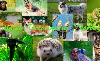 CLÍNICA VETERINARIA Y ACUARIO 'NORBAC'