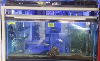 Acuario Anubis